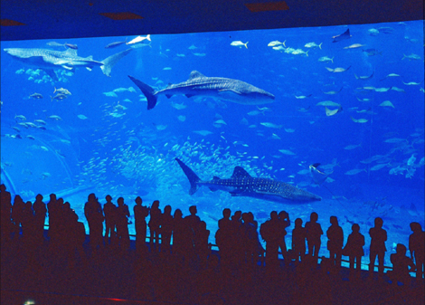 世界最大級の水槽がある「海洋博公園　沖縄美ら海水族館」の空調・衛生施工