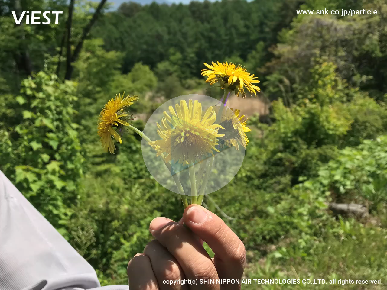 <big><big><b>初夏の晴天日に屋外に出て、野に咲くたんぽぽの花を振ってみました。花粉と思しき粒子が発生しています。</big></b>